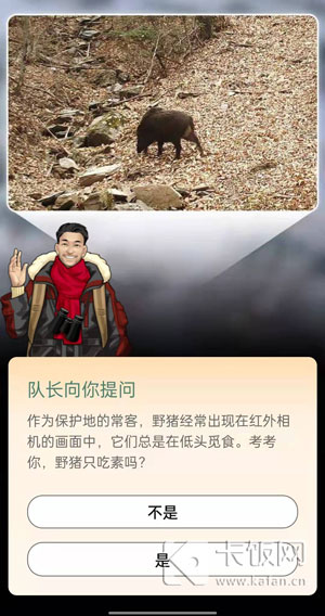 野猪只吃素吗