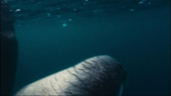 北极故事/极地熊宝贝——拿努的历险 Arctic.Tale.2007.LiMiTED.1080p.Bluray.x264-FSiHD 6.56GB-3.png 北极故事/极地熊宝贝——拿努的历险 Arctic.Tale.2007.LiMiTED.1080p.Bluray.x264-FSiHD 6.56GB-3.png