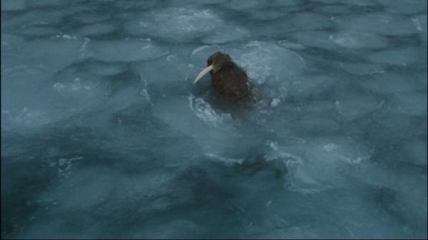 北极故事/极地熊宝贝——拿努的历险 Arctic.Tale.2007.LiMiTED.1080p.Bluray.x264-FSiHD 6.56GB-4.png 北极故事/极地熊宝贝——拿努的历险 Arctic.Tale.2007.LiMiTED.1080p.Bluray.x264-FSiHD 6.56GB-4.png