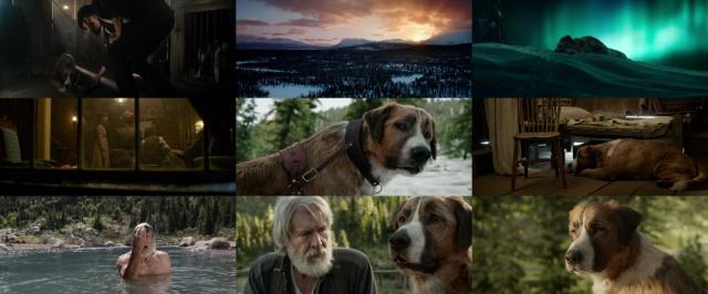 野性的呼唤/极地保护犬 The.Call.of.the.Wild.2020.720p.BluRay.x264-YOL0W 3.62GB-2.png 野性的呼唤/极地保护犬 The.Call.of.the.Wild.2020.720p.BluRay.x264-YOL0W 3.62GB-2.png
