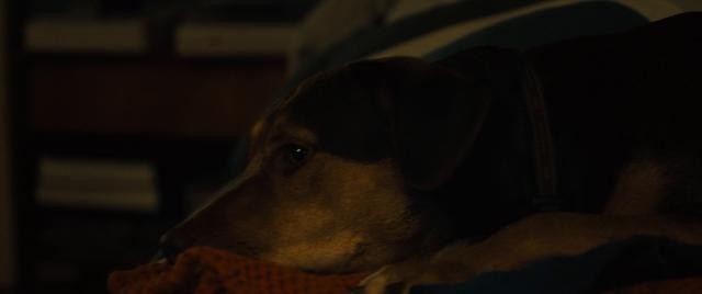 一条狗的回家路 A.Dogs.Way.Home.2019.720p.BluRay.x264-DRONES 4.4GB-3.jpg 一条狗的回家路 A.Dogs.Way.Home.2019.720p.BluRay.x264-DRONES 4.4GB-3.jpg