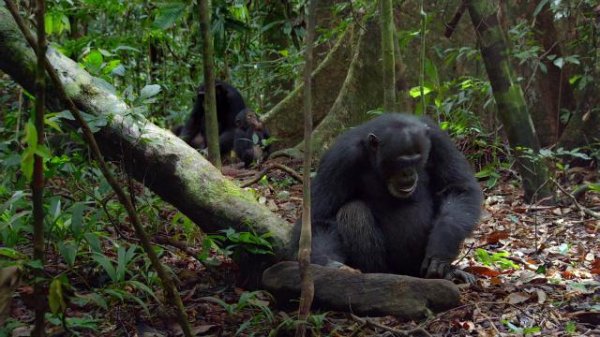 黑猩猩/黑猩猩的天下 Chimpanzee.2012.1080p.BluRay.x264-IGUANA 6.55GB-2.png 黑猩猩/黑猩猩的天下 Chimpanzee.2012.1080p.BluRay.x264-IGUANA 6.55GB-2.png