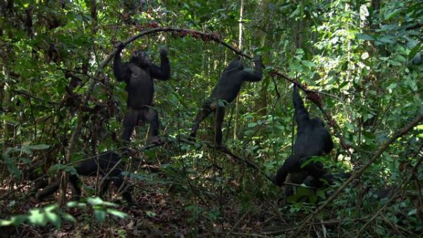 黑猩猩/黑猩猩的天下 Chimpanzee.2012.1080p.BluRay.x264-IGUANA 6.55GB-3.png 黑猩猩/黑猩猩的天下 Chimpanzee.2012.1080p.BluRay.x264-IGUANA 6.55GB-3.png