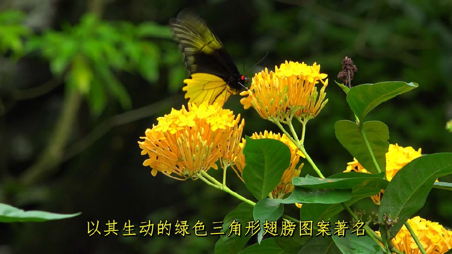 婆罗洲：亚洲的魅力[4K画质 极致影象 出色显现]Borneo Fascinating Asia 2017.UHD.2160p.DTS-HDxH265-中笔墨幕-13.jpg