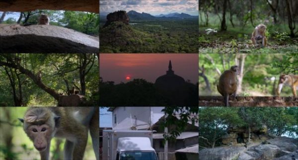 山公王国/猕猴王国 Monkey.Kingdom.2015.1080p.BluRay.x264-DRONES 6.56GB-2.jpg 山公王国/猕猴王国 Monkey.Kingdom.2015.1080p.BluRay.x264-DRONES 6.56GB-2.jpg