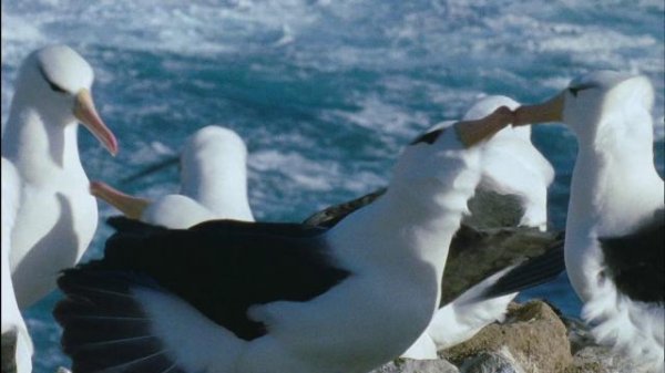 深蓝 Deep.Blue.2003.1080p.BluRay.x264-LCHD 6.55GB-2.png 深蓝 Deep.Blue.2003.1080p.BluRay.x264-LCHD 6.55GB-2.png