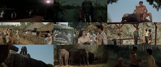 泰山去印度 Tarzan.Goes.to.India.1962.720p.BluRay.x264-JRP 3.27GB-2.jpg 泰山去印度 Tarzan.Goes.to.India.1962.720p.BluRay.x264-JRP 3.27GB-2.jpg