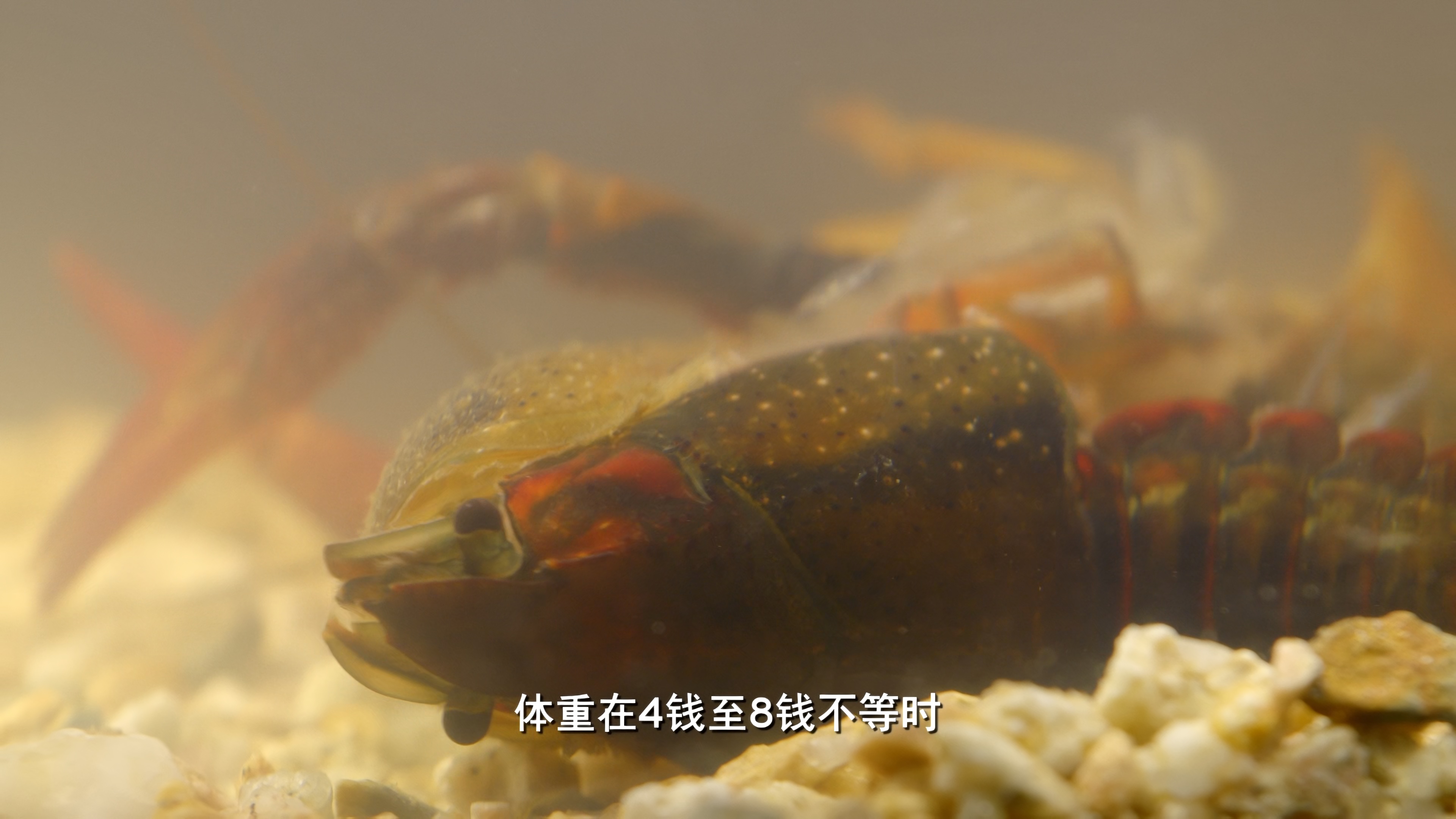 [2022][中国][记载]老广的味道 第七季[全6集].A.Bite.Of.Guangdong.S07.2022.2160p.HQ.WEB-DL.AAC2.0.H.265-TAG 35.36GB-3.jpg