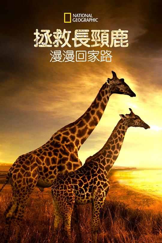 营救长颈鹿之漫漫归途[简繁英字幕].Saving.Giraffes.The.Long.Journey.Home.2022.1080p.DSNP.WEB-DL.DDP5.1.H264-BATWEB 2.
